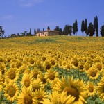 Estate in Toscana girasoli